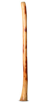 Natural Finish Bell Didgeridoo (TW1013)